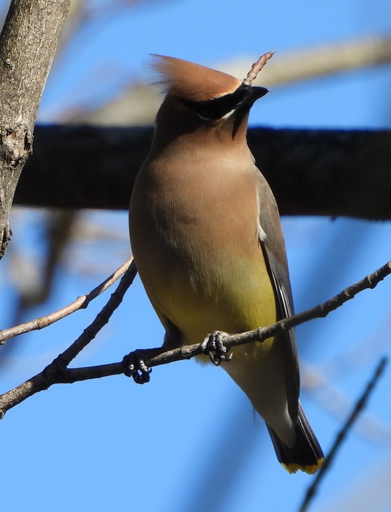 Cedar Waxwing - ML615060682