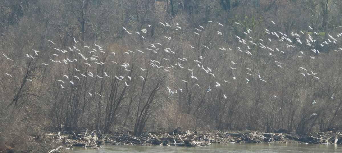 Ring-billed Gull - ML615060705