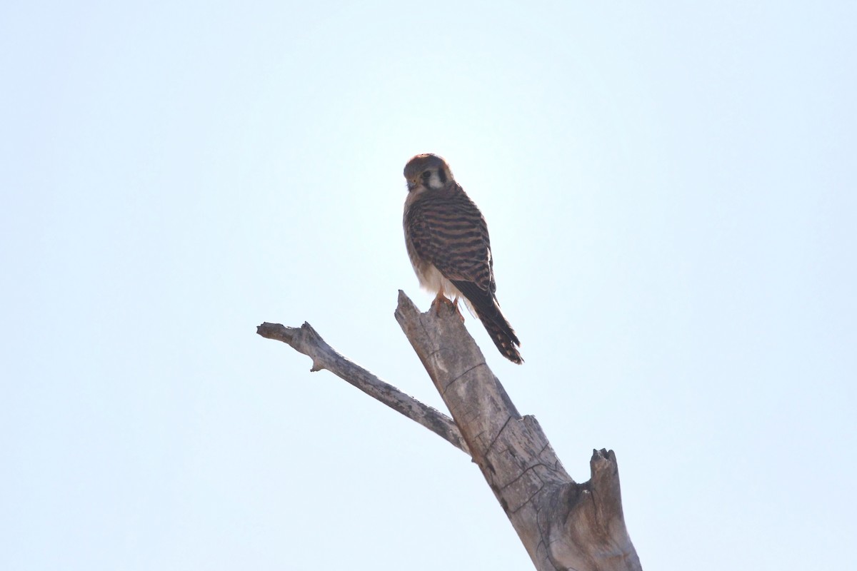 American Kestrel - ML615060719