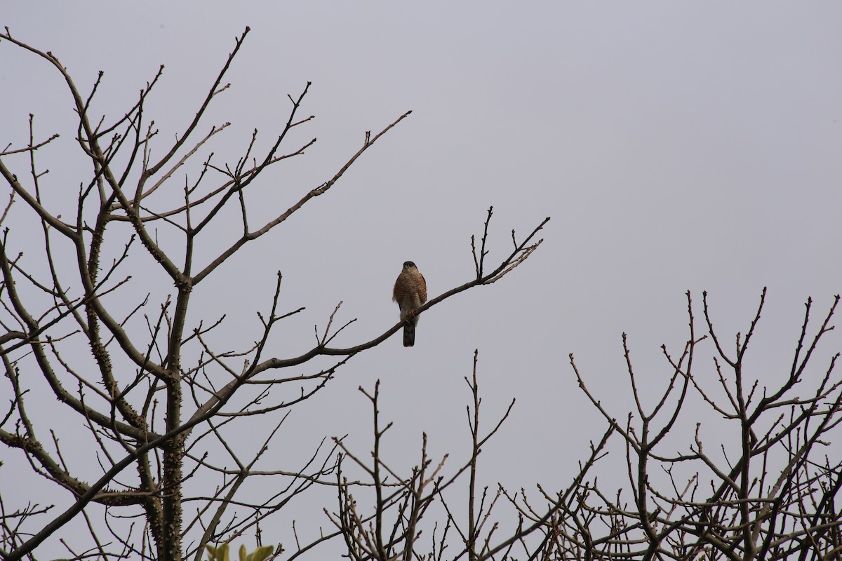 Sharp-shinned Hawk - ML615060795