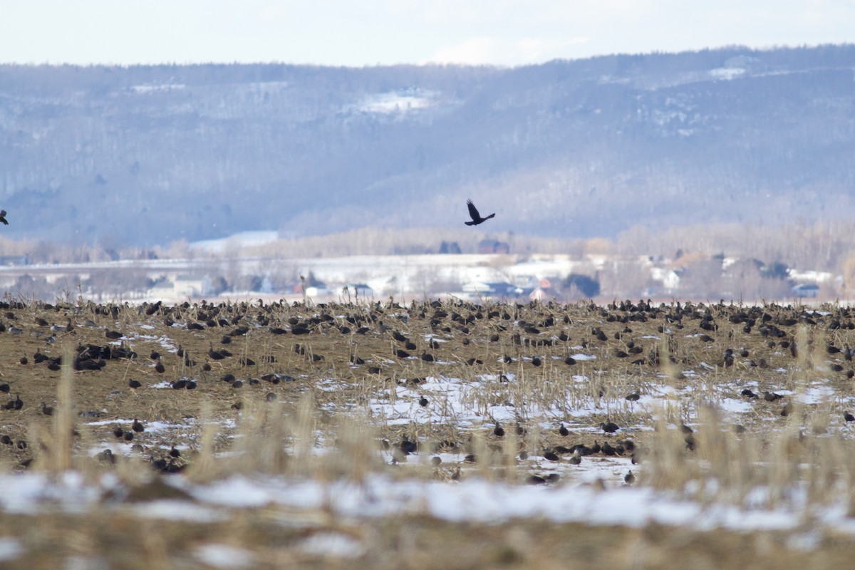 American Black Duck - ML615060797