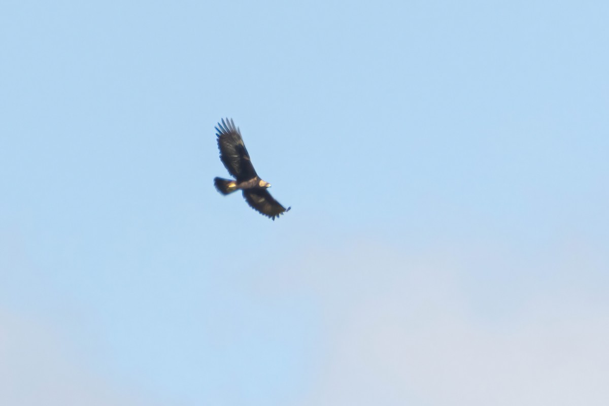 Golden Eagle - ML615060821