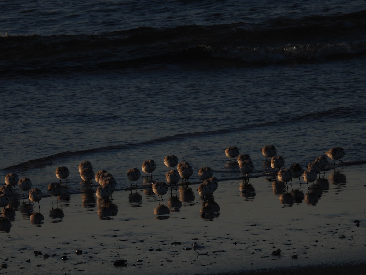 Bécasseau sanderling - ML615060859