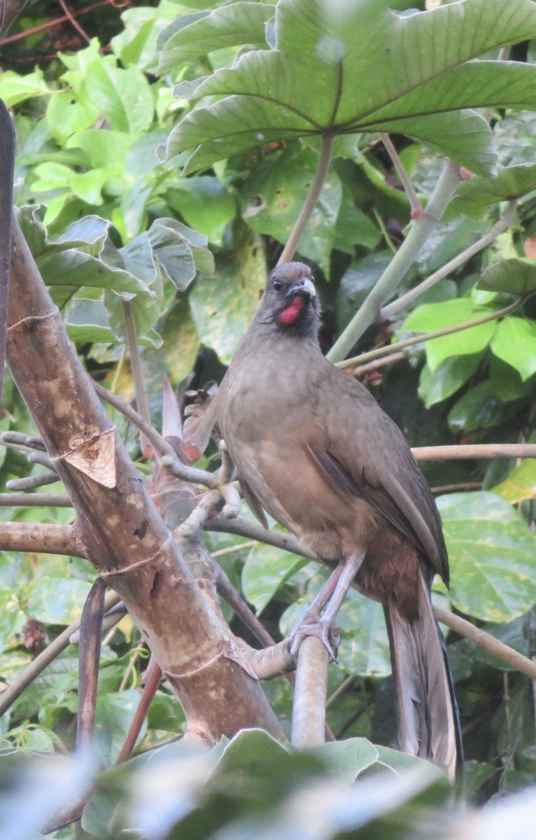 Plain Chachalaca - ML615060861