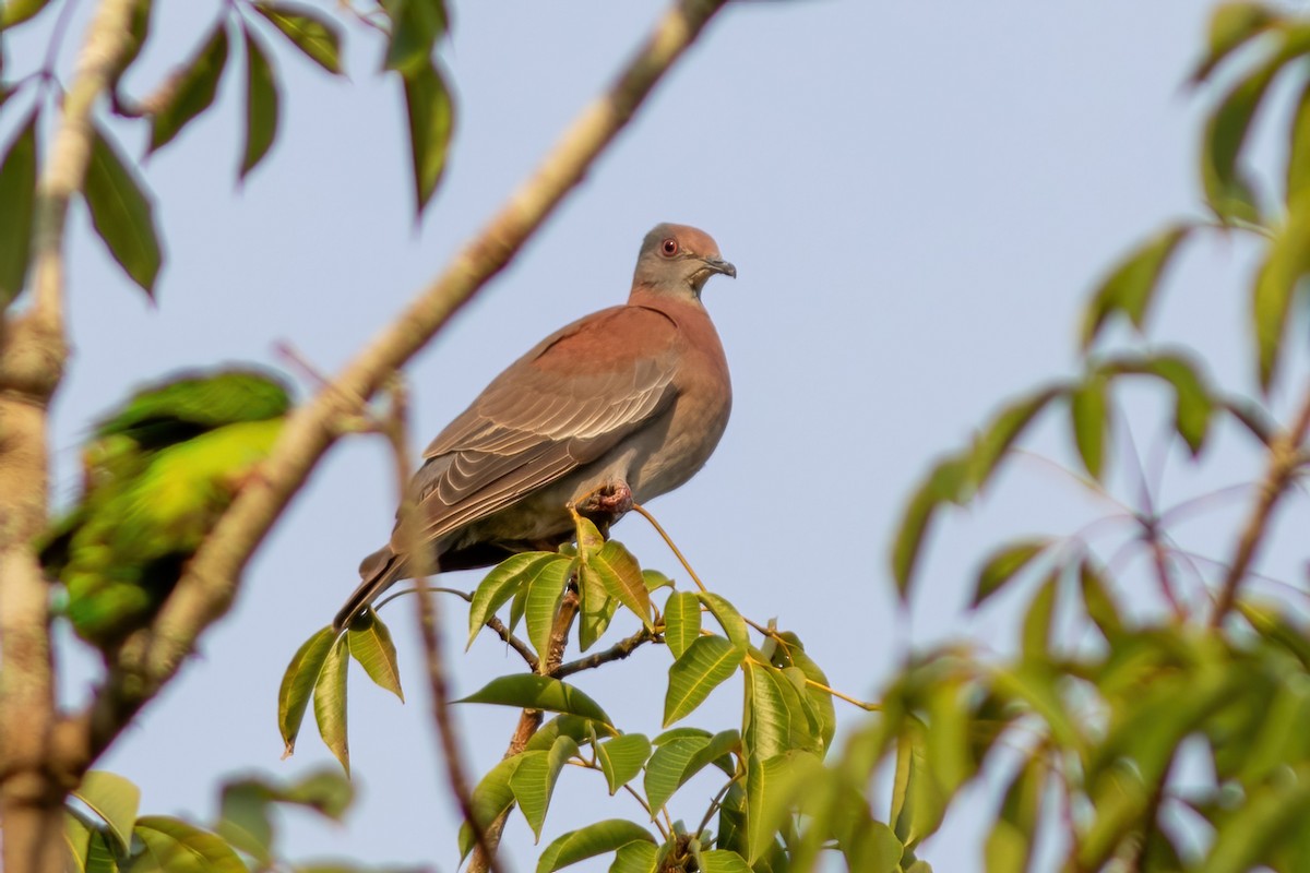 Pale-vented Pigeon - ML615060864