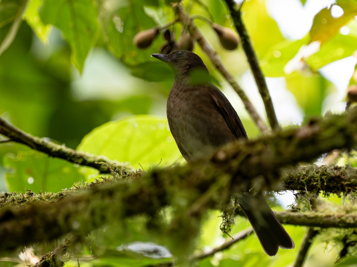 Pale-vented Thrush - Zora Dermer