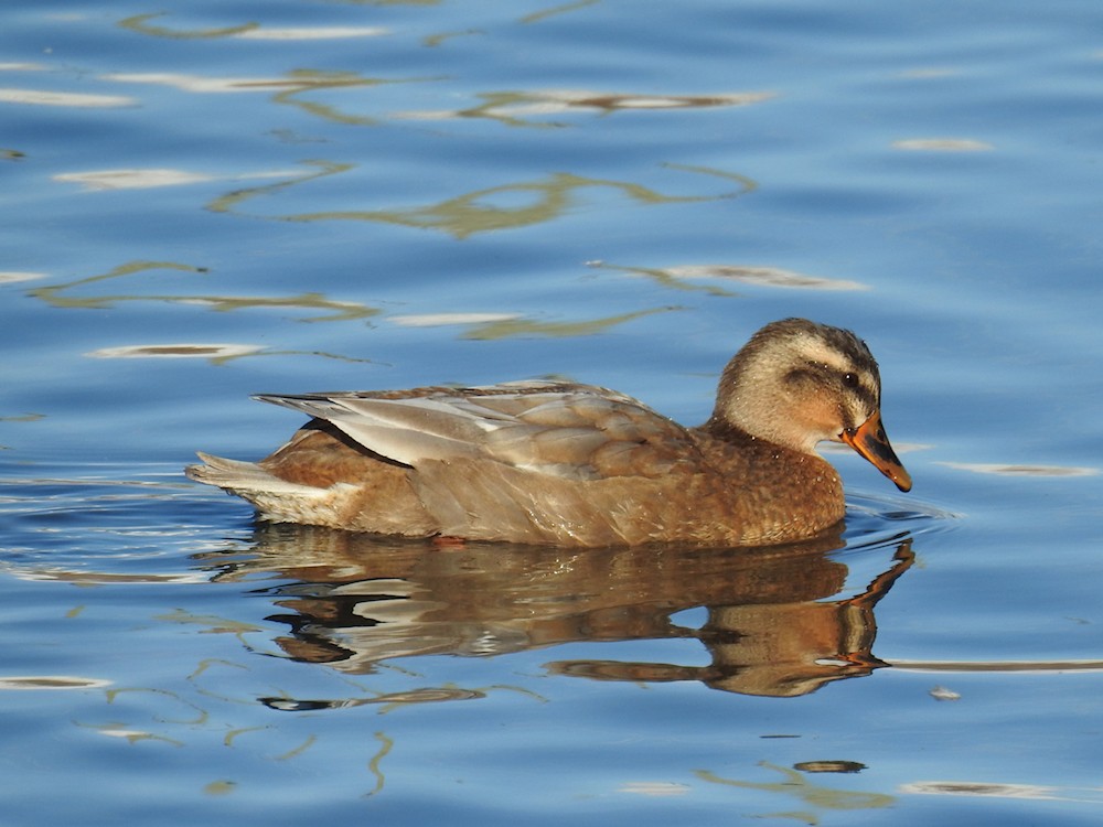 Anatinae sp. - ML615060933