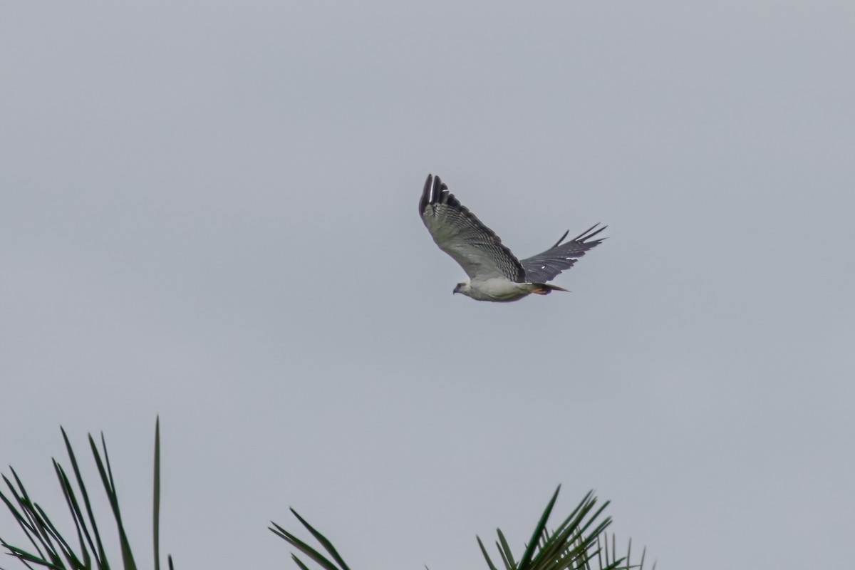 White Hawk (Black-tailed) - ML615060962