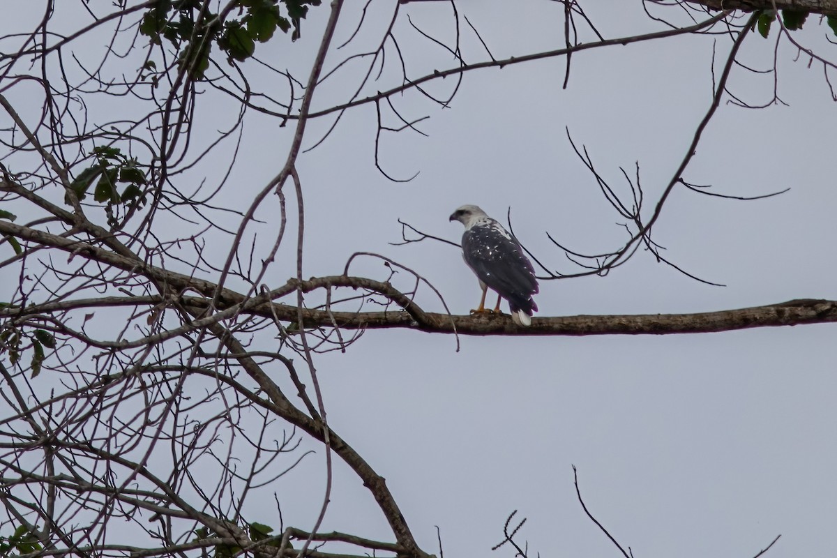 White Hawk (Black-tailed) - ML615060963