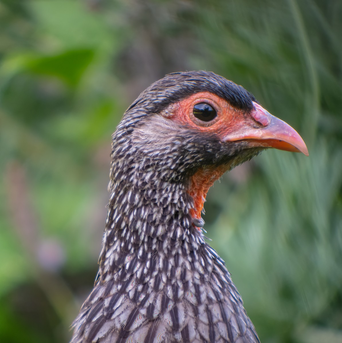 Red-necked Spurfowl (Southern) - Martin  Flack