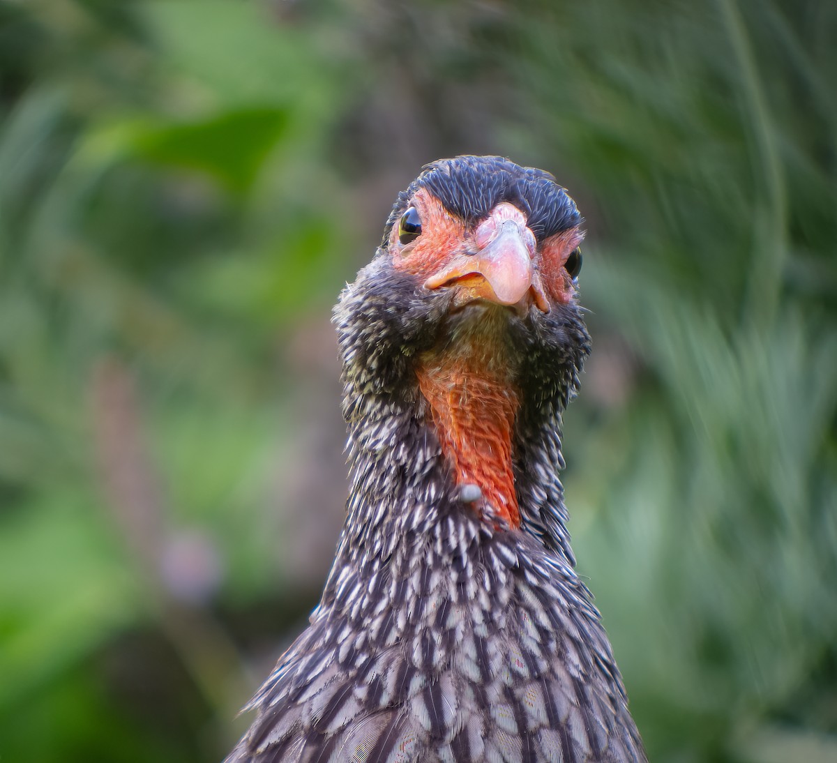 Red-necked Spurfowl (Southern) - Martin  Flack