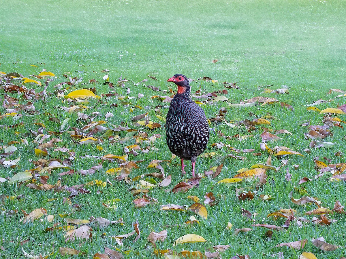 Francolin à gorge rouge (castaneiventer) - ML615061007