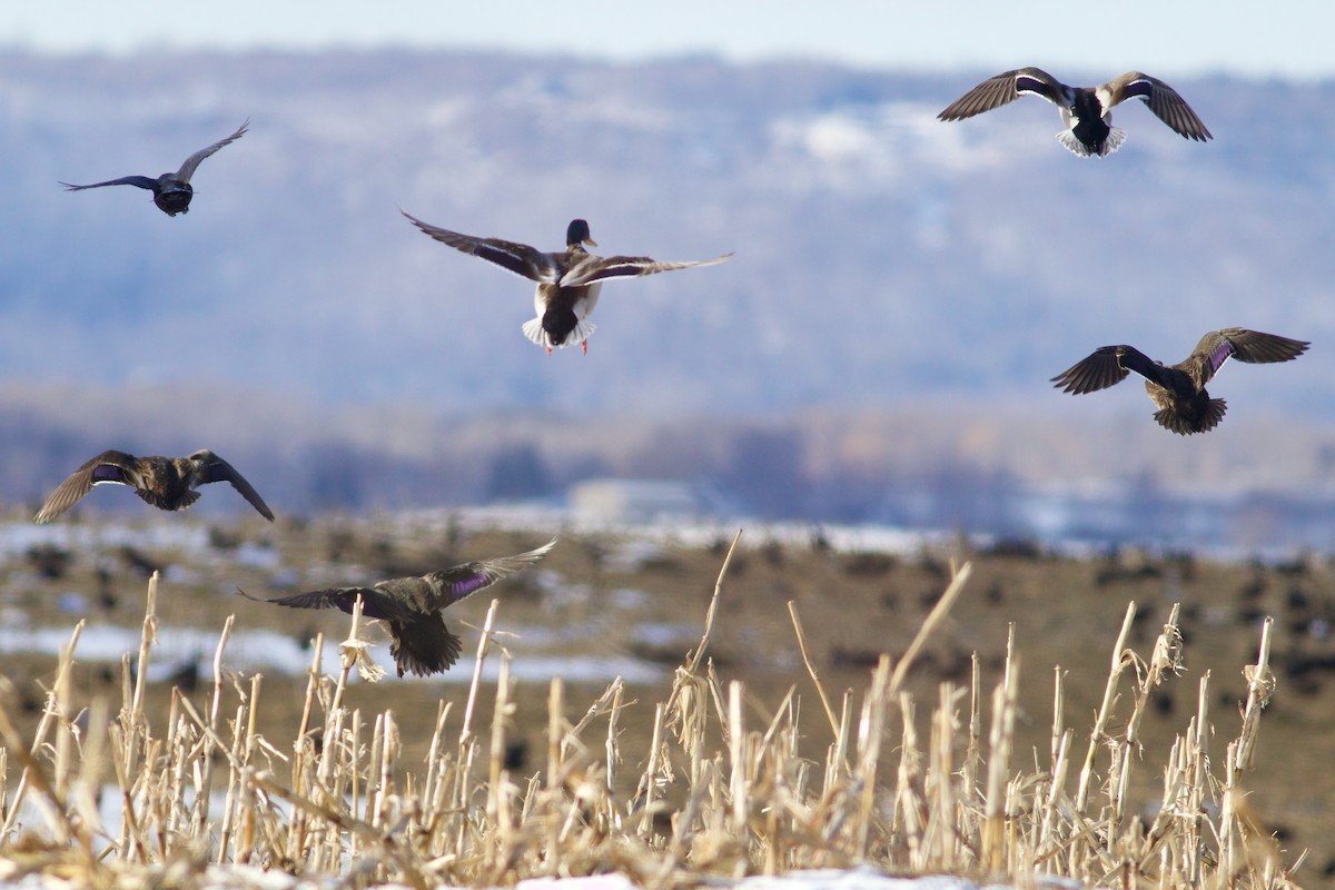 American Black Duck - ML615061108