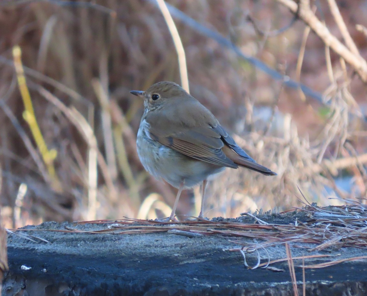 Hermit Thrush - ML615061125