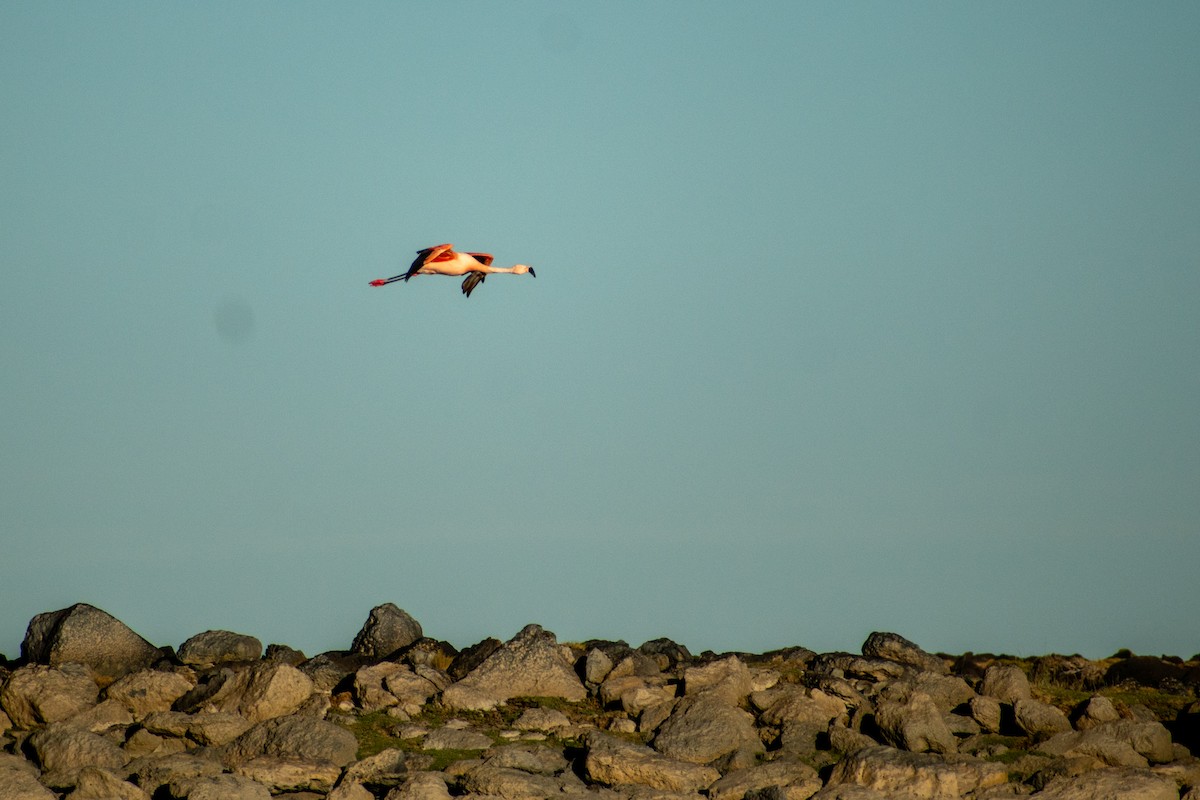 Chilean Flamingo - ML615061153