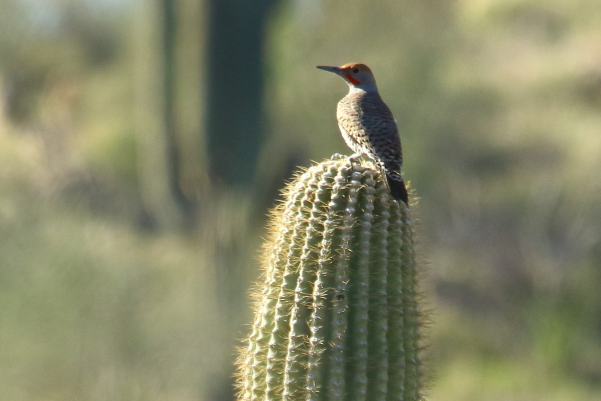 Gilded Flicker - gord smith