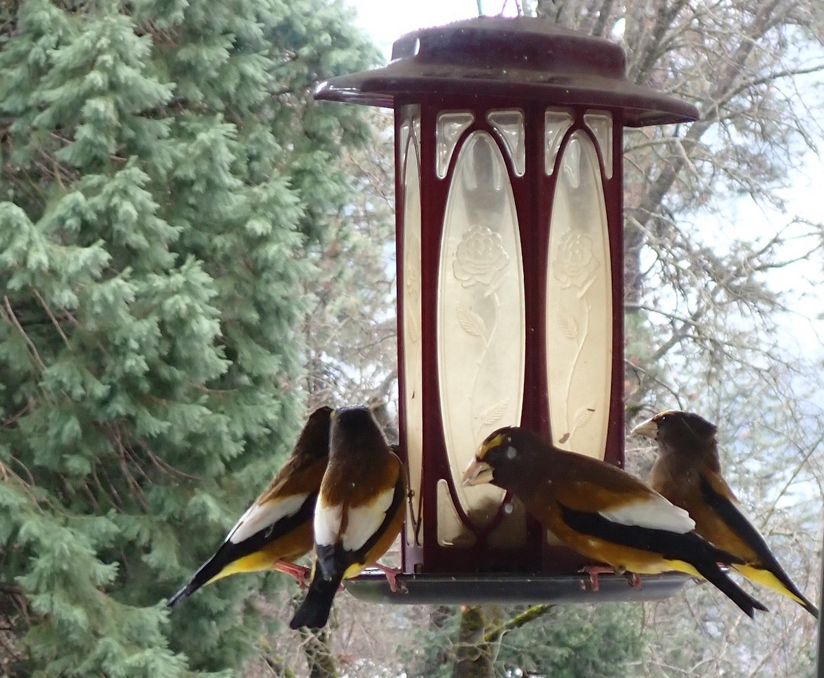 Evening Grosbeak - ML615061196