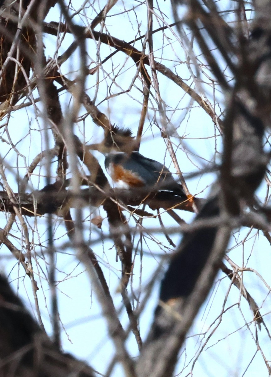 Belted Kingfisher - ML615061197