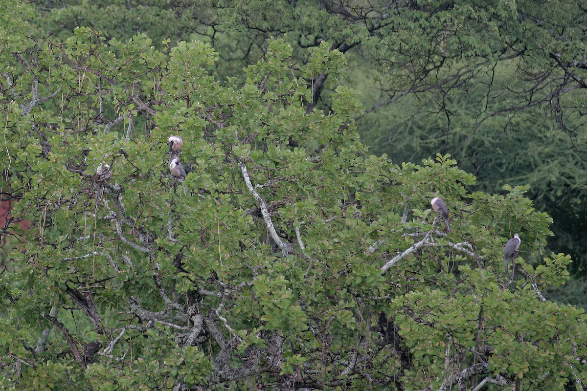 Bare-faced Go-away-bird (Black-faced) - ML615061205