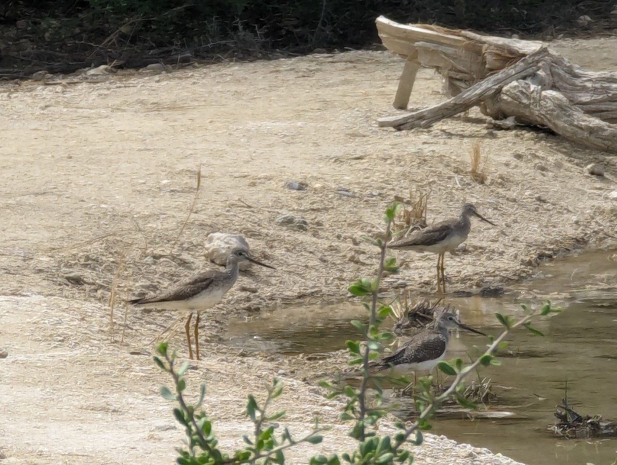 Greater Yellowlegs - ML615061272