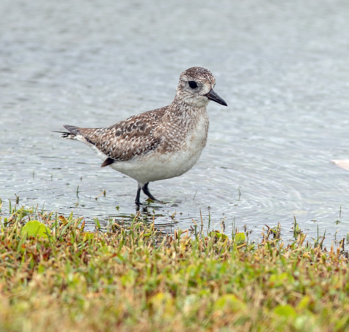 Black-bellied Plover - ML615061278