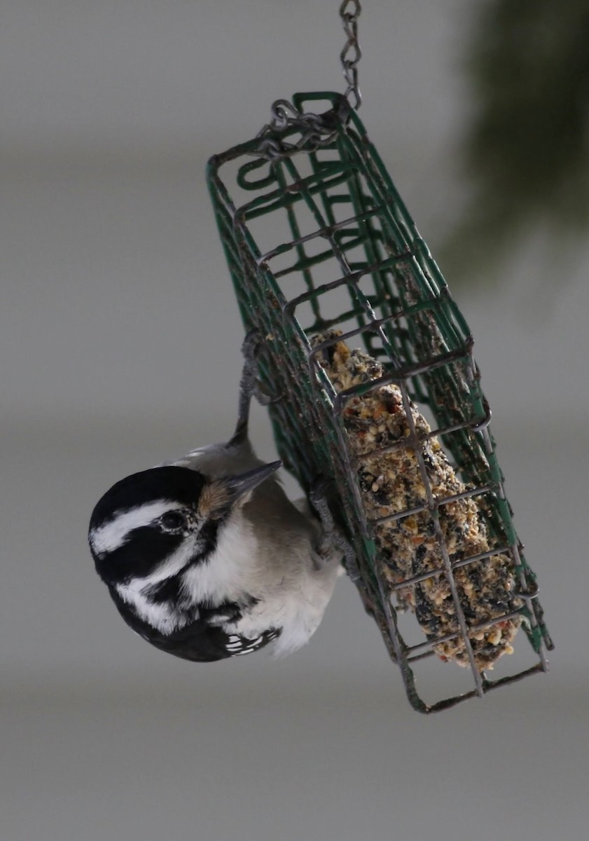 Hairy Woodpecker - Quinn Nial