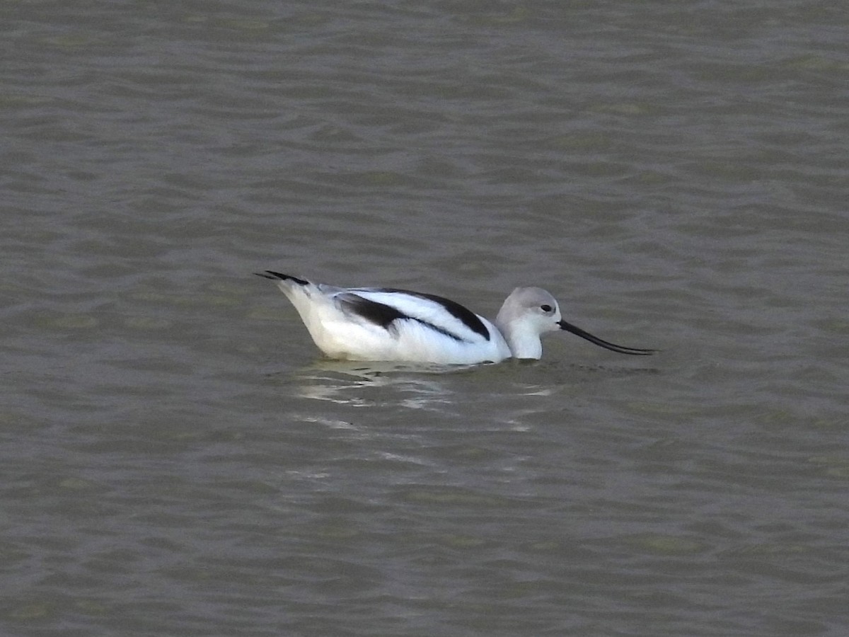 Avocette d'Amérique - ML615061280