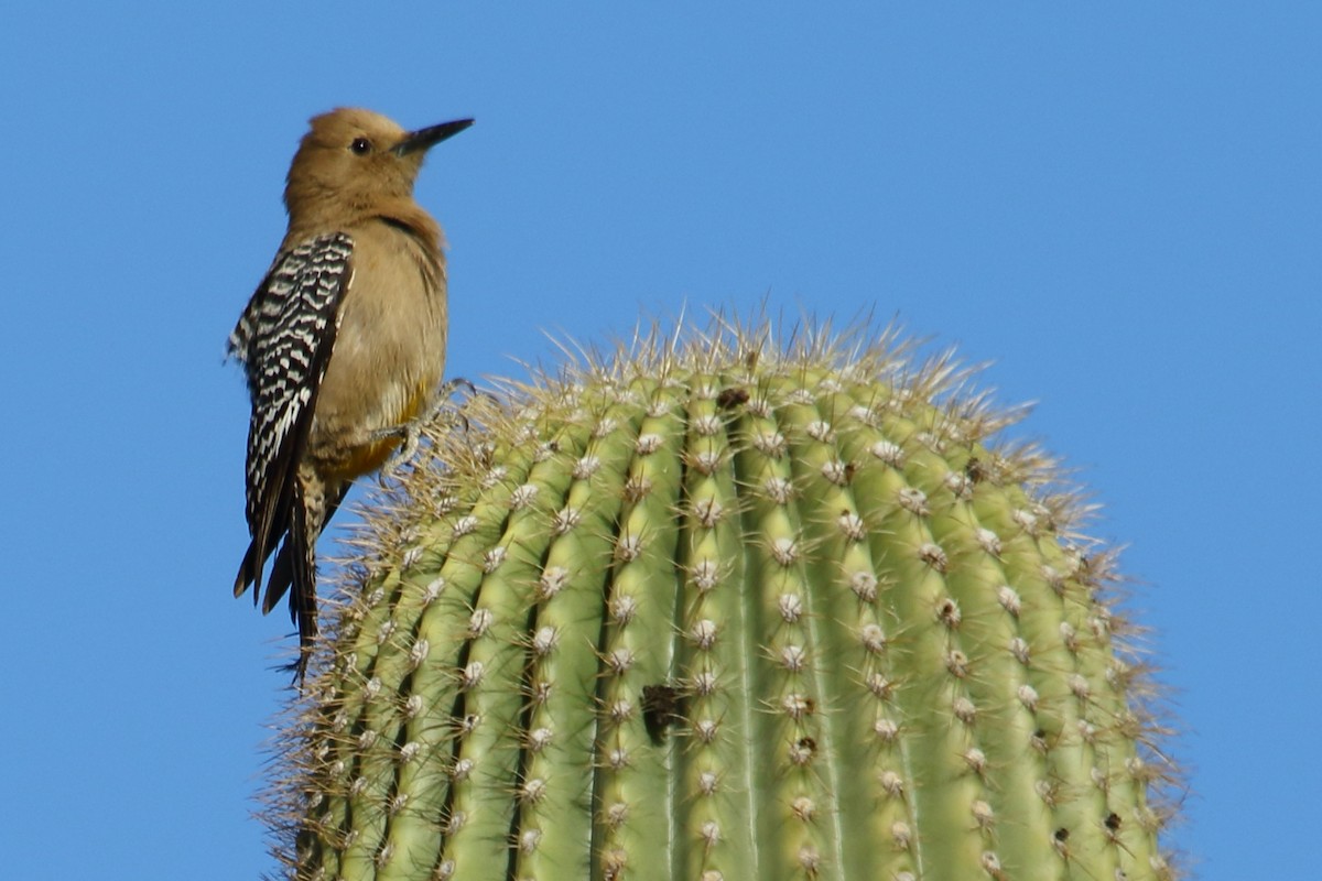 Gila Woodpecker - ML615061301