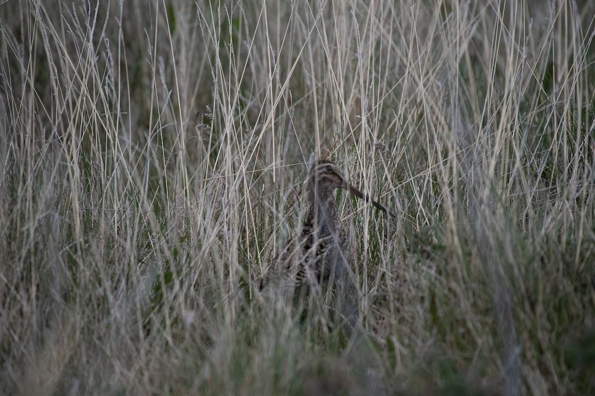 Magellanic Snipe - ML615061417