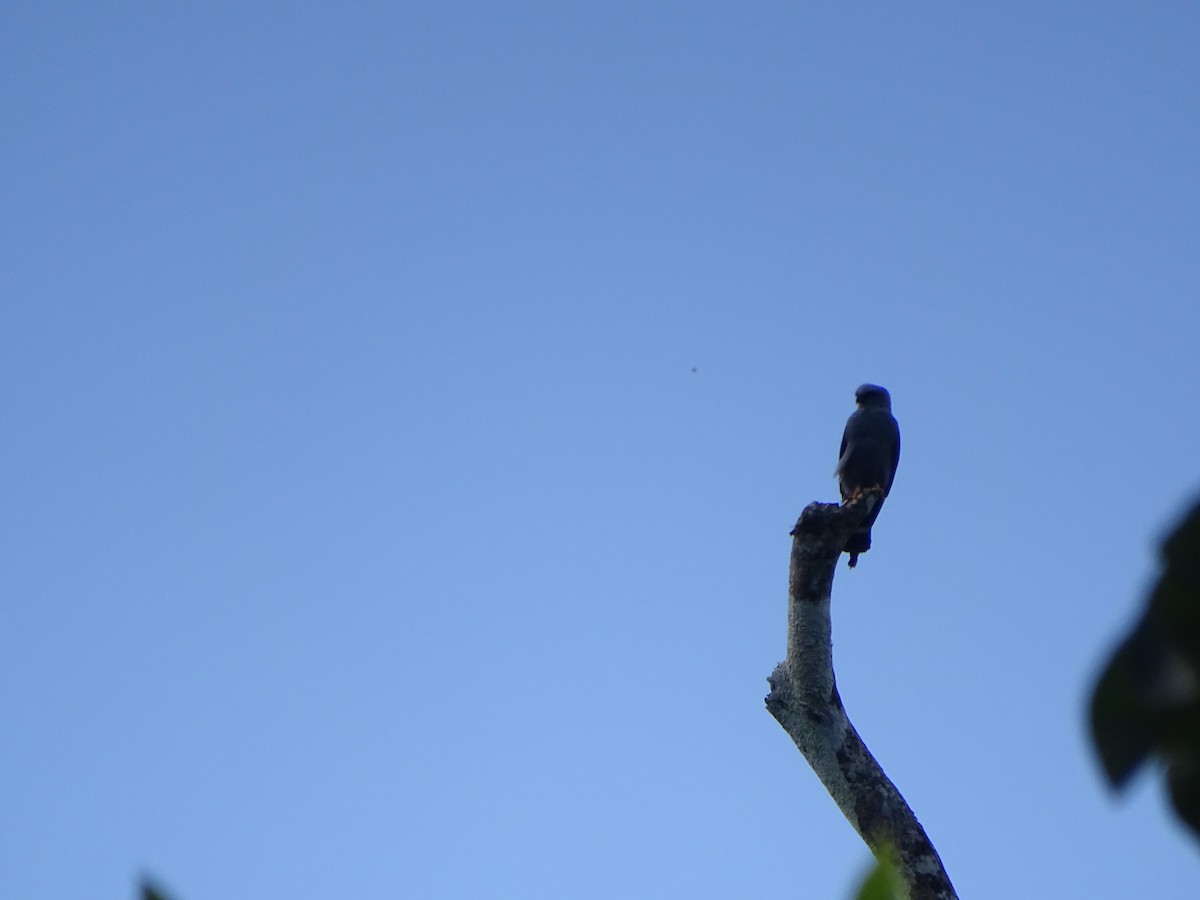 Plumbeous Kite - ML615061422