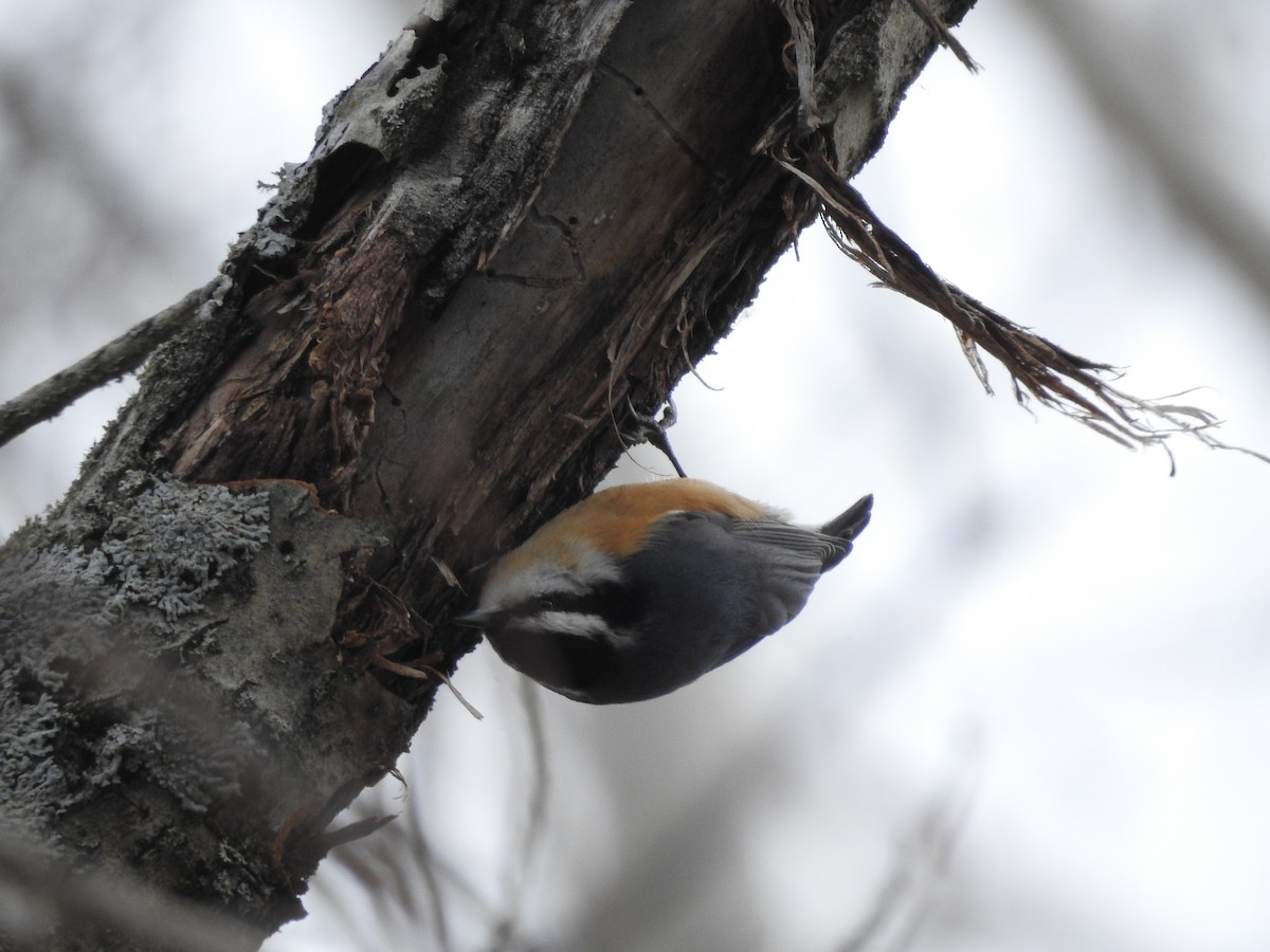 Red-breasted Nuthatch - ML615061496
