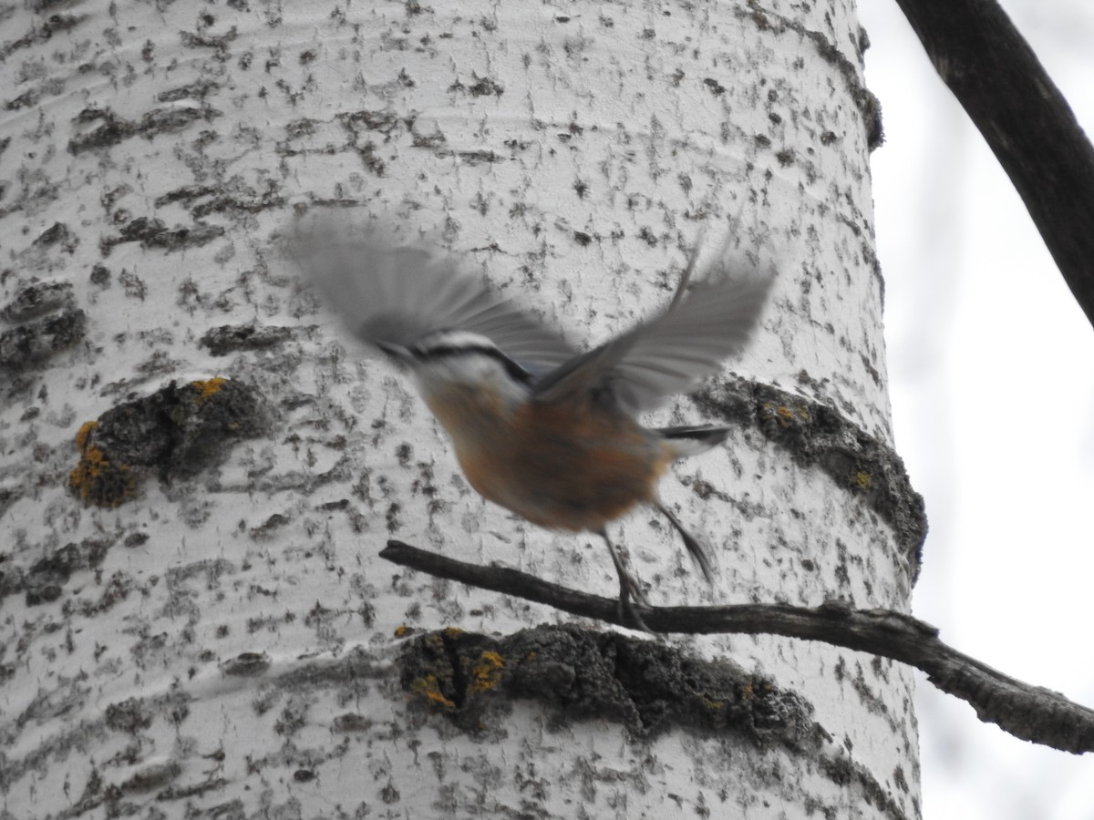 Red-breasted Nuthatch - ML615061515