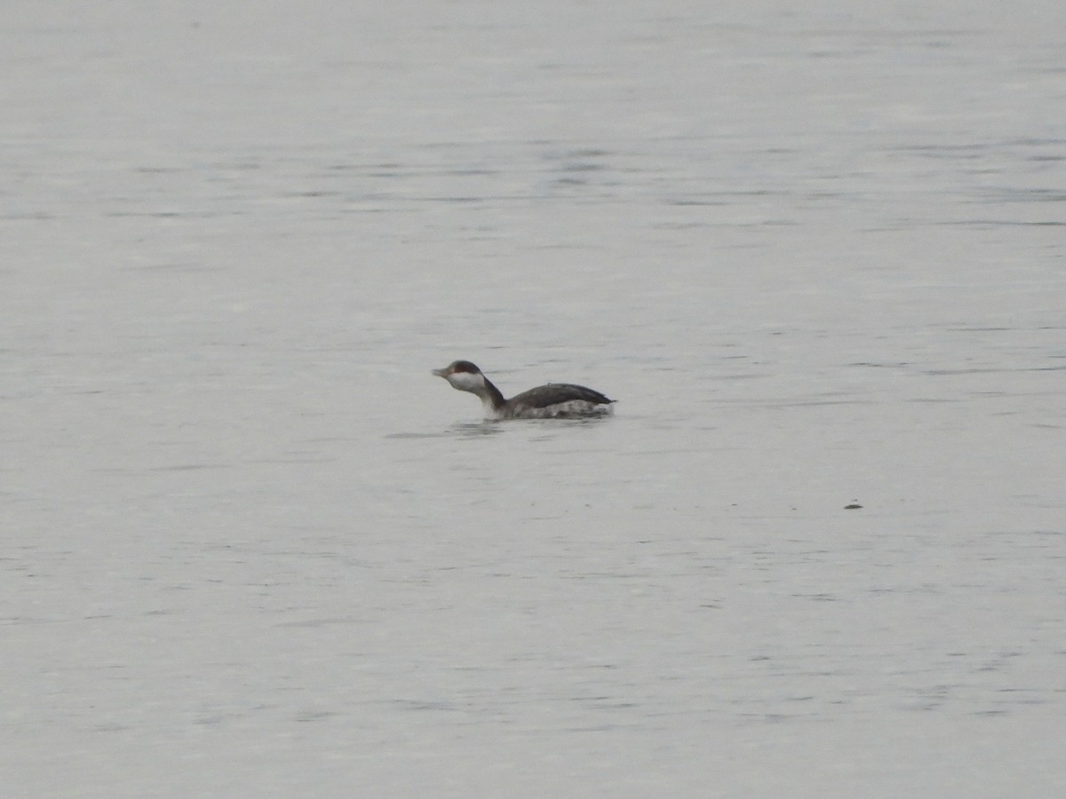 Horned Grebe - ML615061517