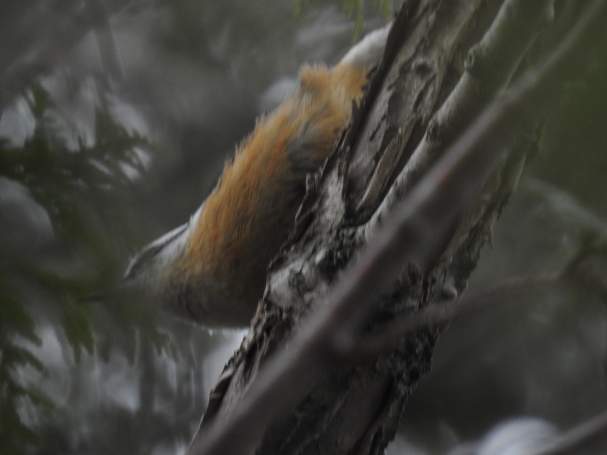 Red-breasted Nuthatch - ML615061526