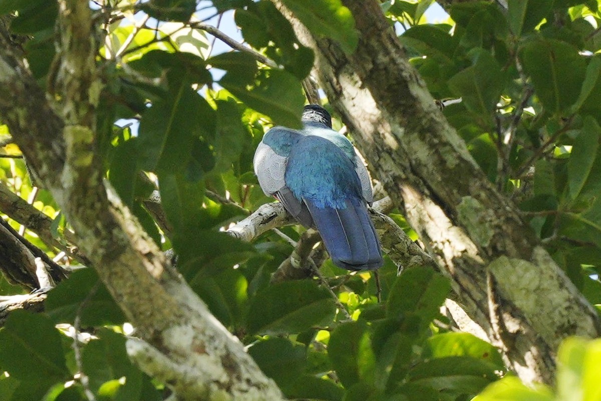 Black-tailed Trogon - ML615061533