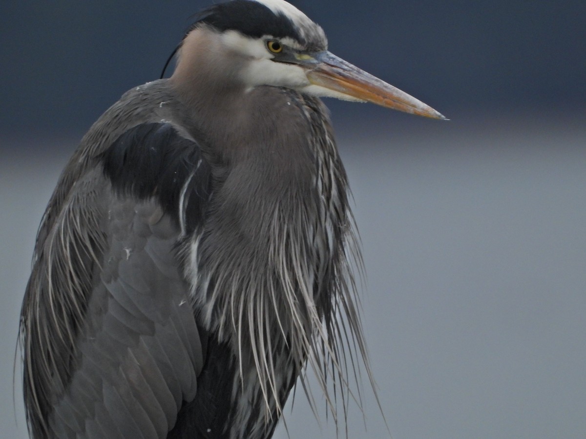 Great Blue Heron - ML615061539