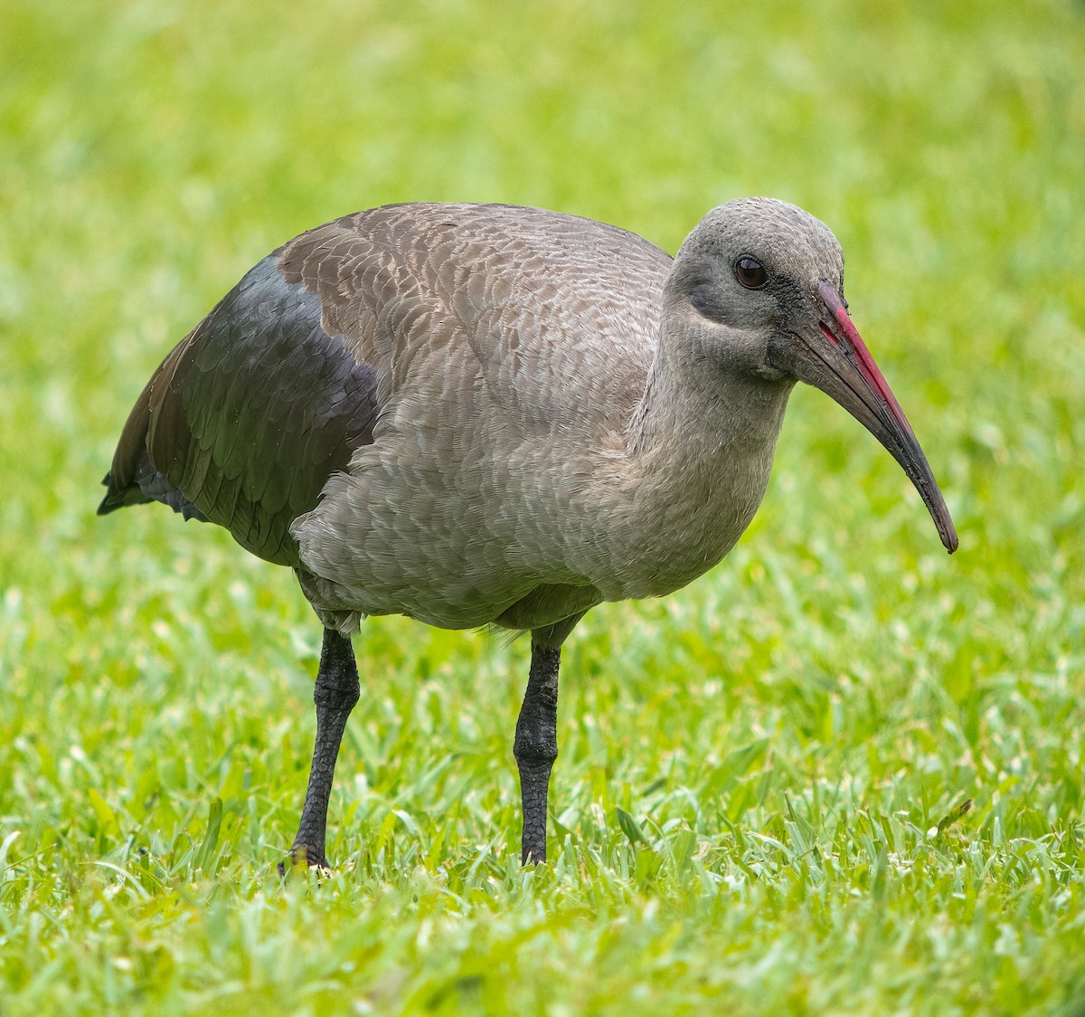 Hadada Ibis - ML615061593