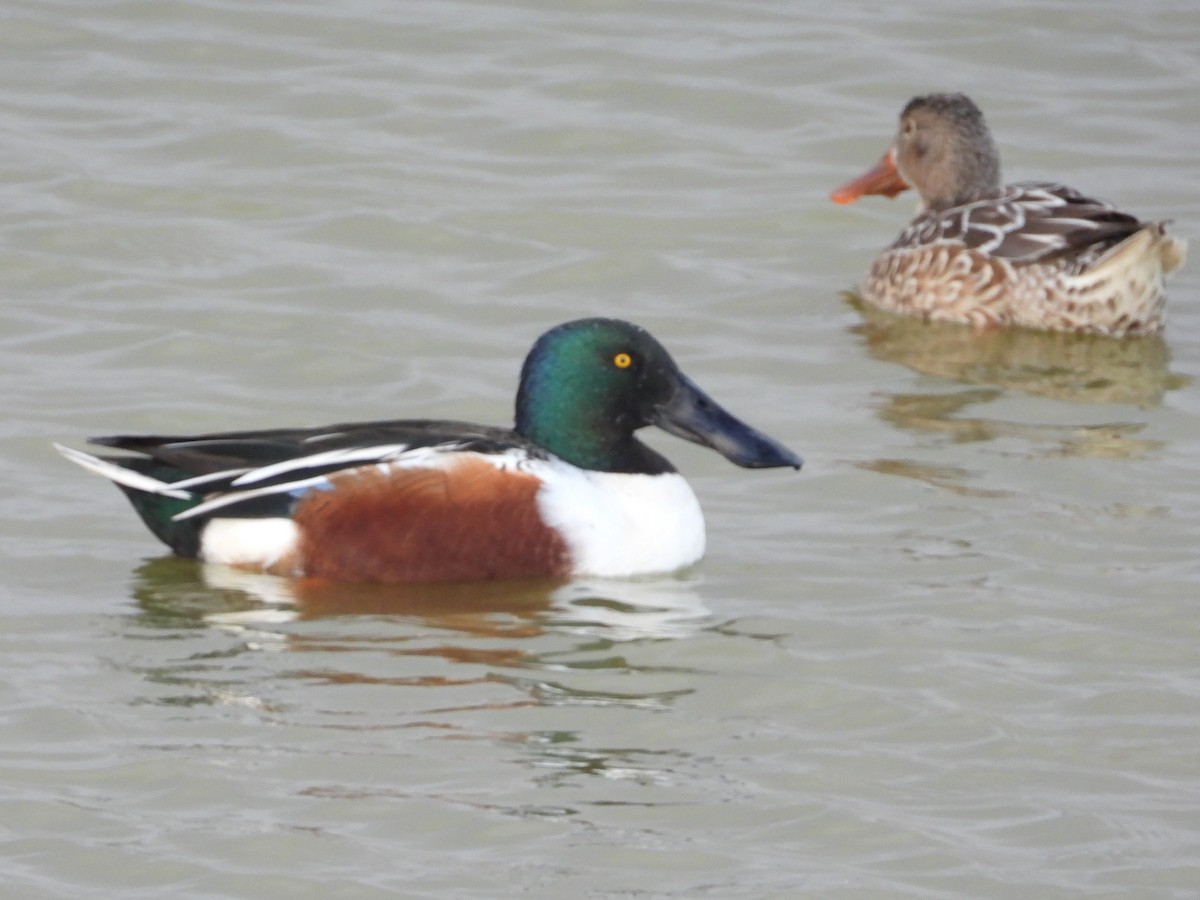 Northern Shoveler - ML615061597