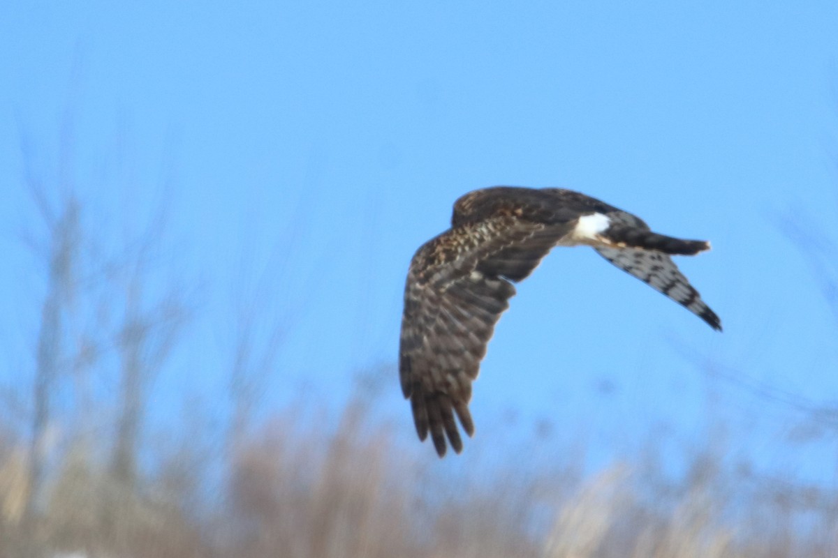 Northern Harrier - ML615061660