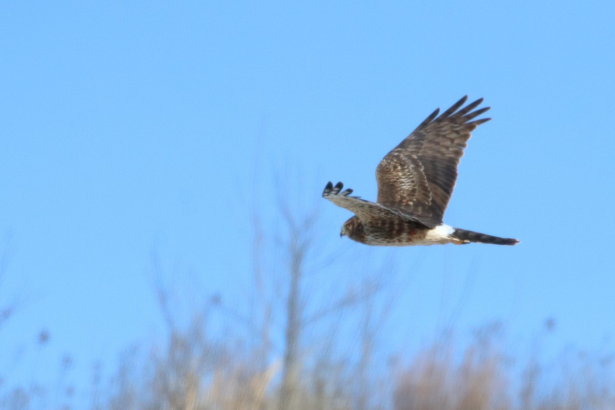 Northern Harrier - ML615061661