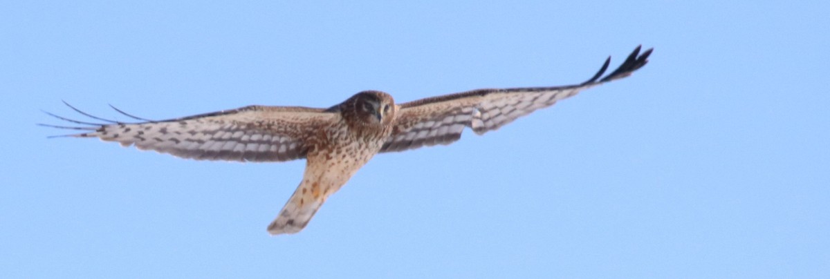 Northern Harrier - ML615061662