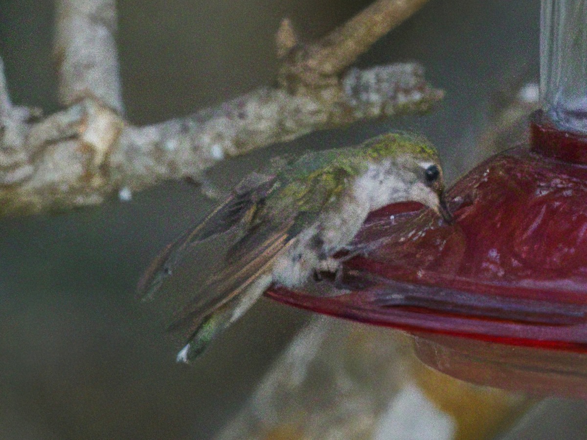 Calliope Hummingbird - Dave Prentice