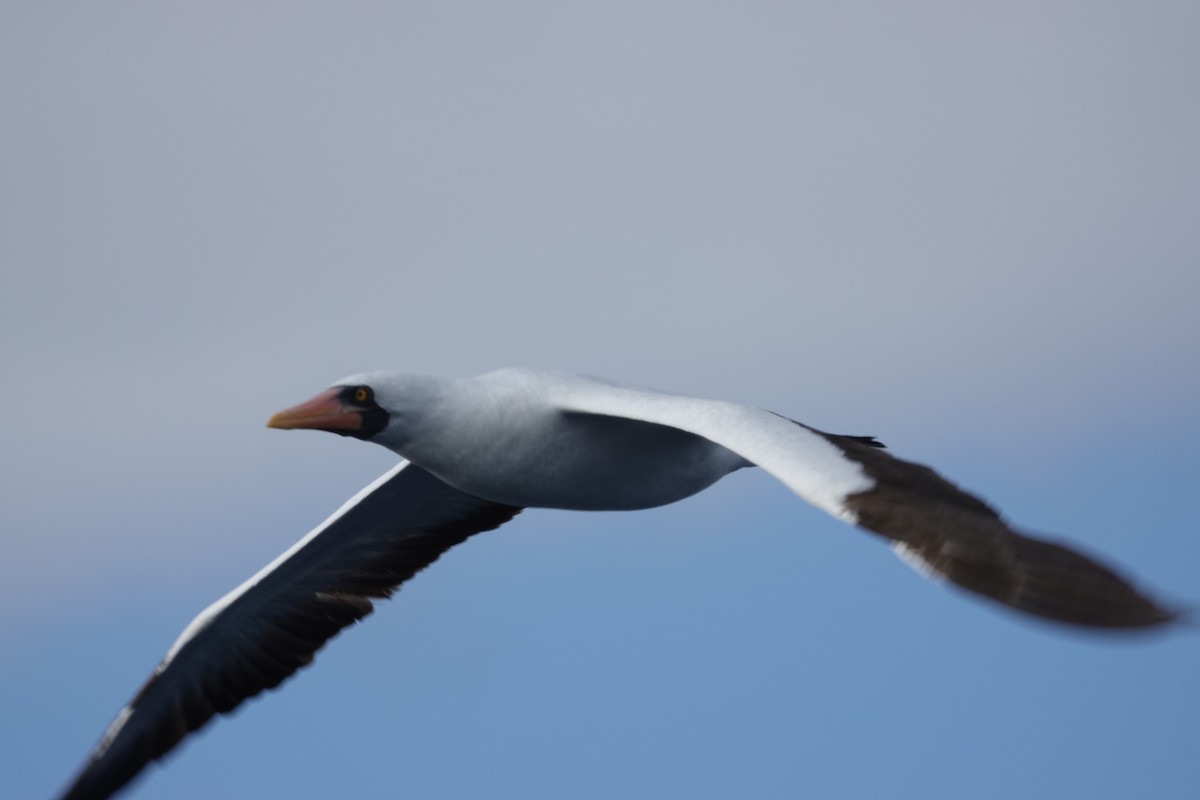 Nazca Booby - ML615061721