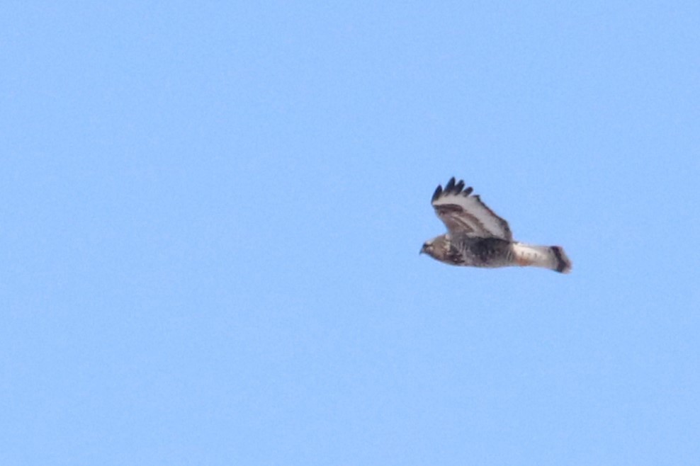 Rough-legged Hawk - ML615061756