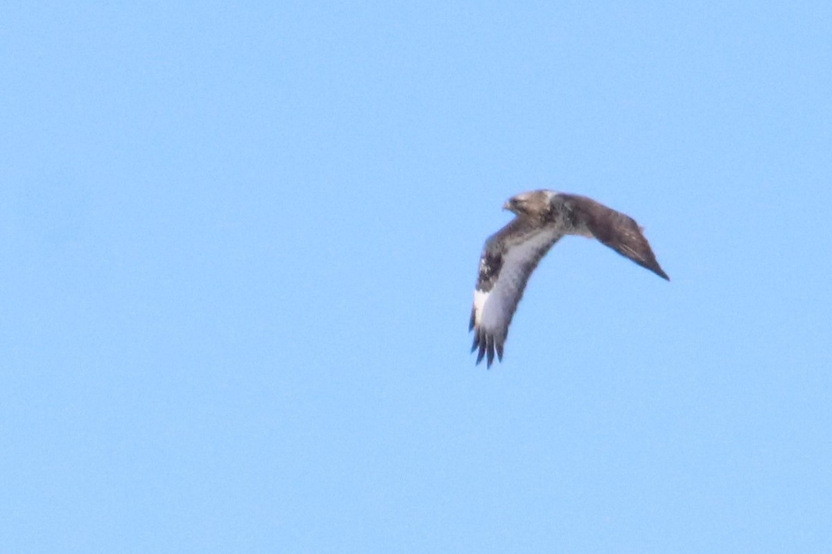 Rough-legged Hawk - Karen Bonsell