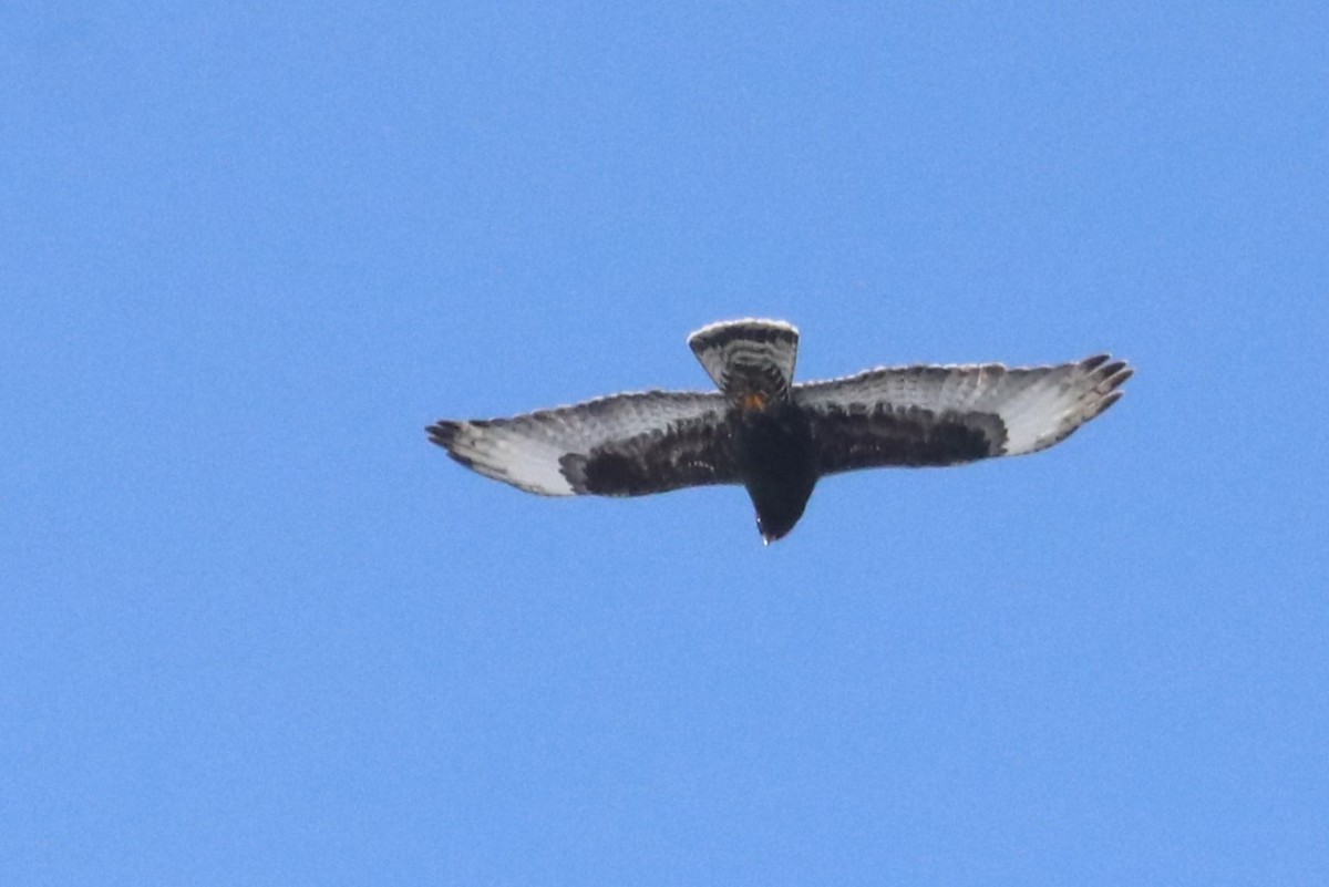 Rough-legged Hawk - ML615061758