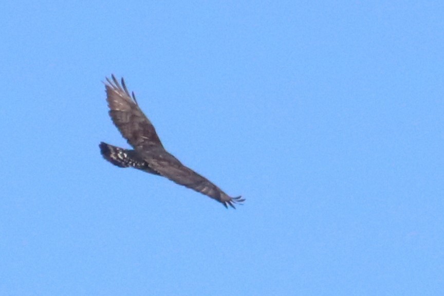 Rough-legged Hawk - ML615061759