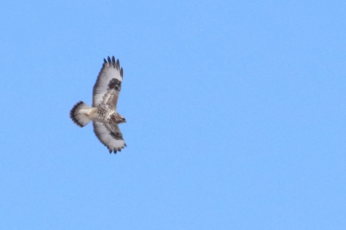 Rough-legged Hawk - ML615061760