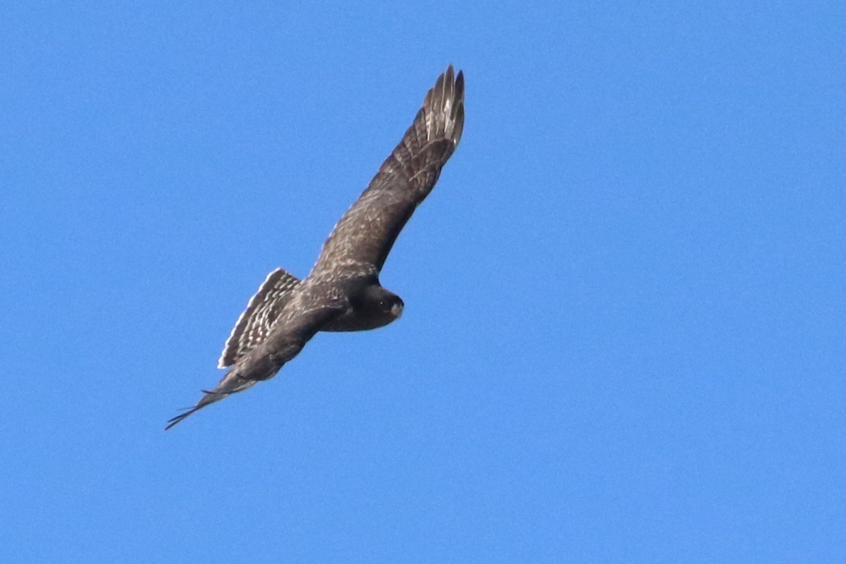 Raufußbussard - ML615061761