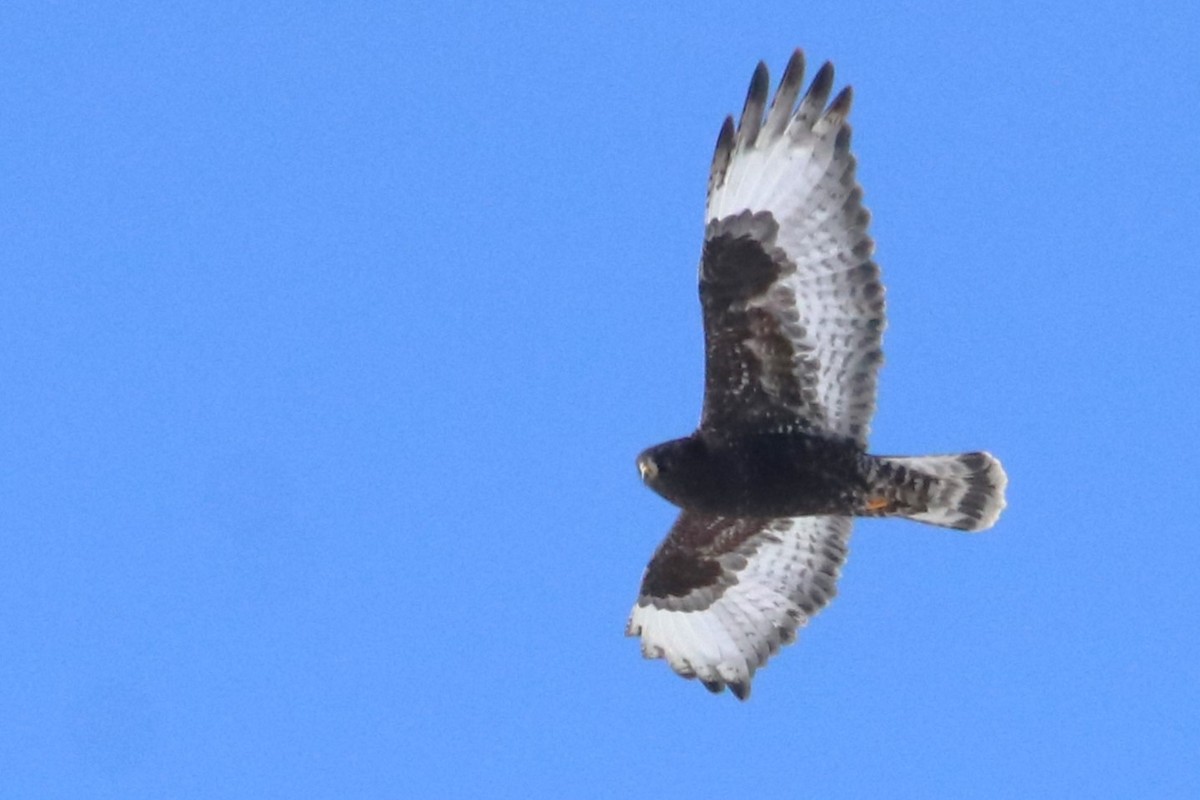 Rough-legged Hawk - ML615061762